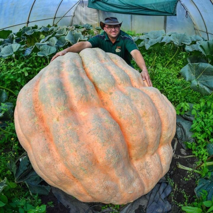 Немецкий фермер Оливер Лангхайм и его 550-килограммовая тыква 