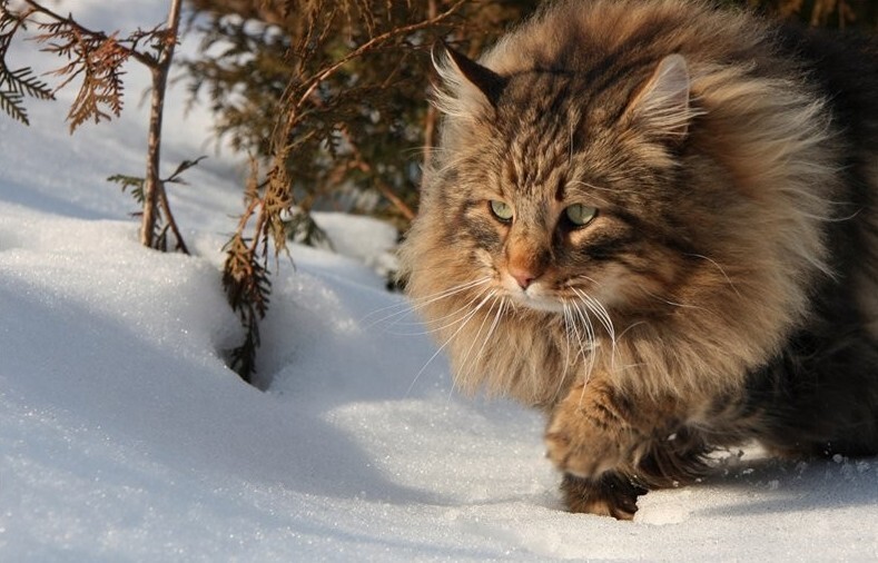 Кот- викинг. Норвежская лесная кошка