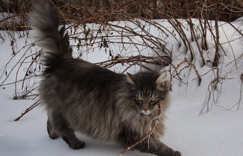 Кот- викинг. Норвежская лесная кошка