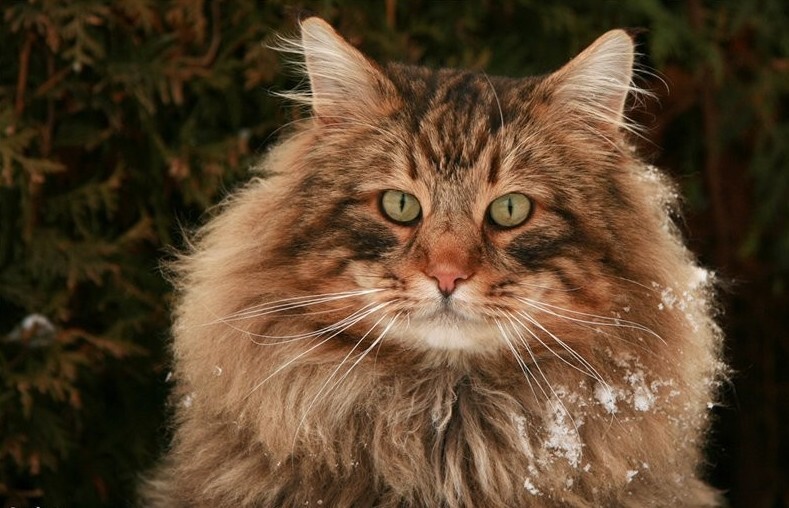 Кот- викинг. Норвежская лесная кошка