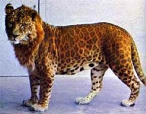 Леопон - гибрид леопарда и льва