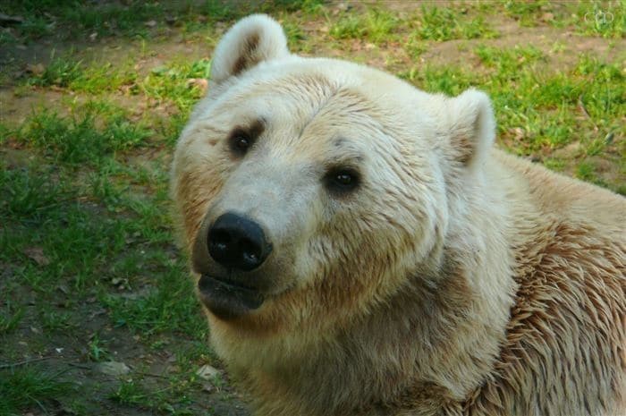 Гролар - гибрид бурого и полярного медведей