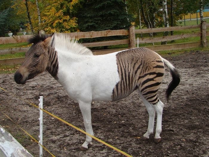 Зеброид - гибрид зебры с лошадью или пони 
