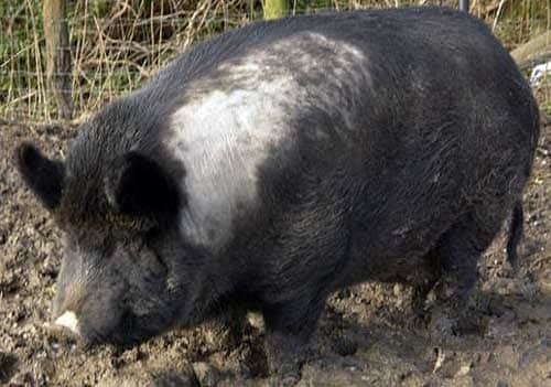 Хогзилла - гибрид дикого кабана и домашней свиньи