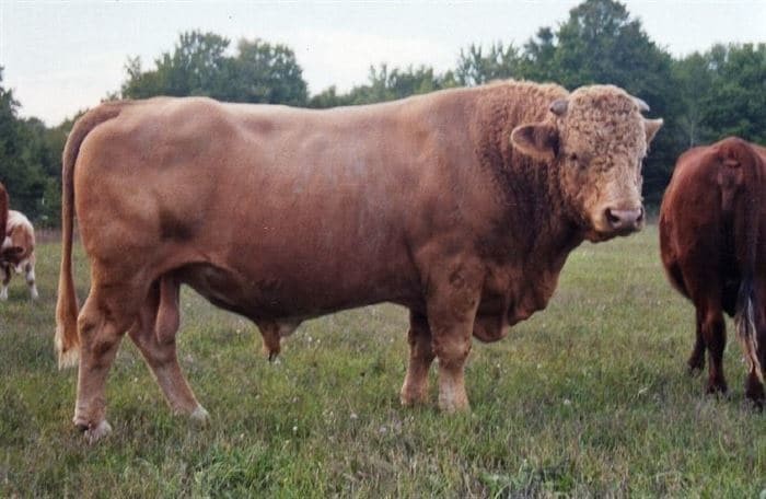Бифало - гибрид бизона и коровы