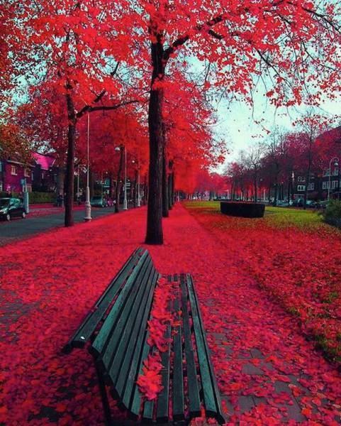 Осень окрасила улицу