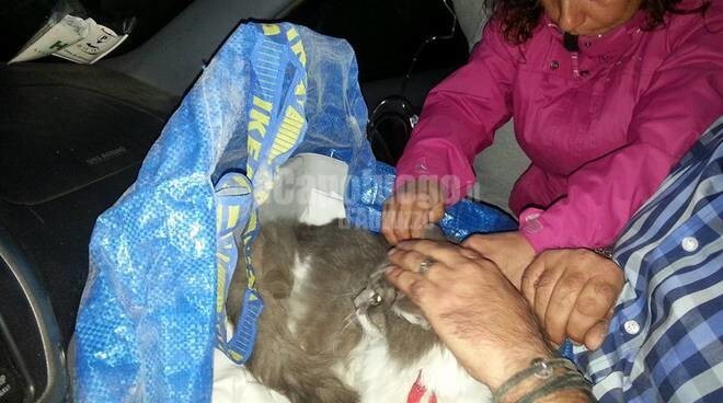В Италии кот пролежал 33 дня под завалами после землетрясения