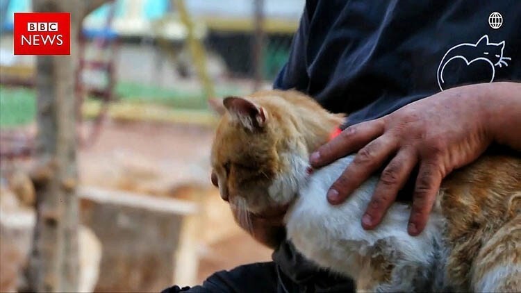 «Человек-кот из Алеппо» остался в разрушенном войной городе, чтобы ухаживать за домашними питомцами