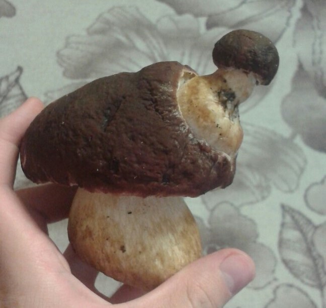 Друзья, что вам напоминает этот гриб? 