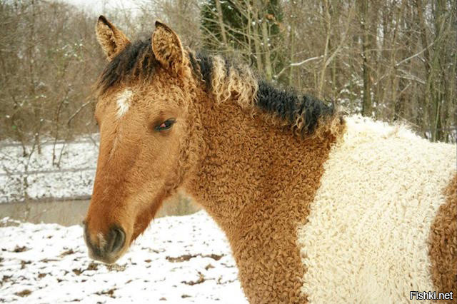 Необычная порода лошади — кучерявая забайкальская