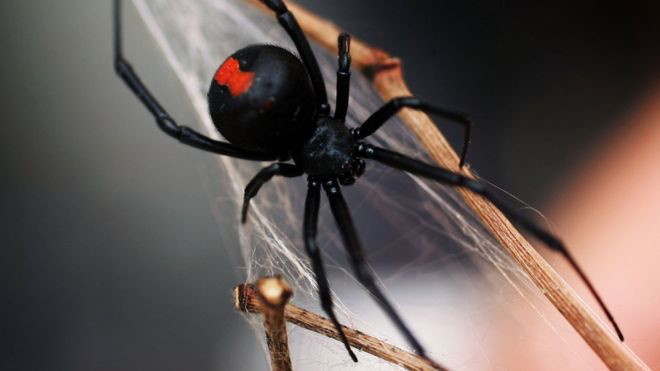 Красноспинные пауки из вида "черная вдова" широко распространены в Австралии. Каждый год они кусают до 2 тысяч человек 