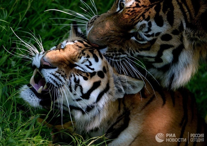 Вы все знаете об Амурских тиграх?