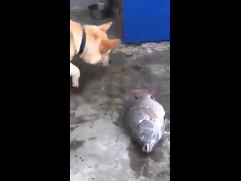 Пес спасает рыбу 
