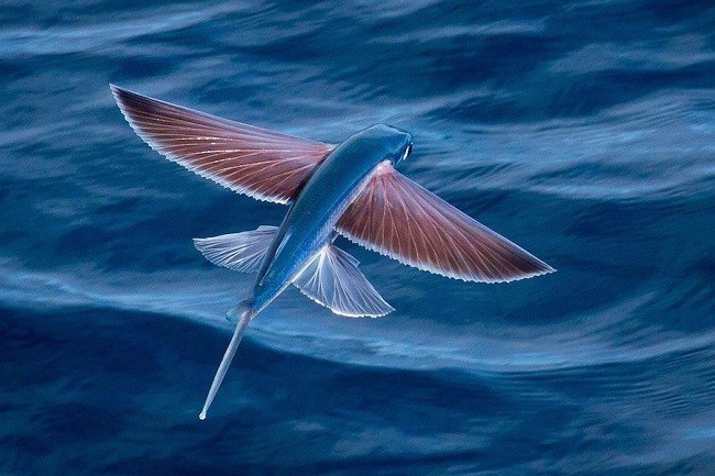Фотография летучей рыбы, из семейства сарганообразных, в момент полета.