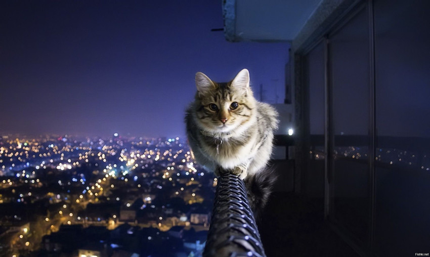 Кот ночного города