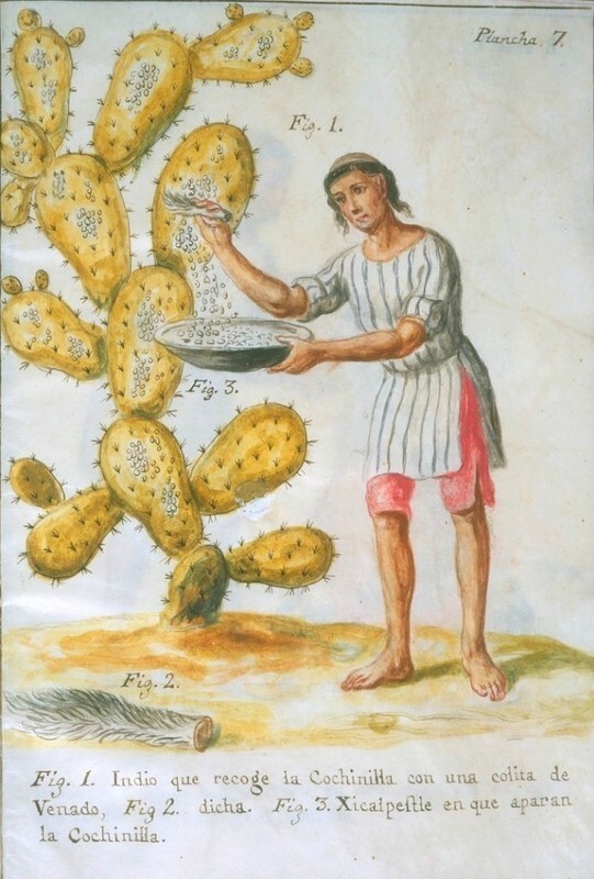 Как выращивают кошениль для изготовления кармина