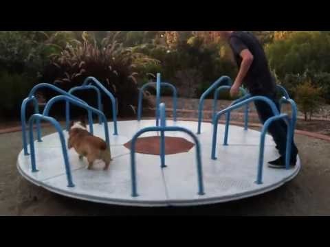 Собака на карусели , просто приятное видео  
