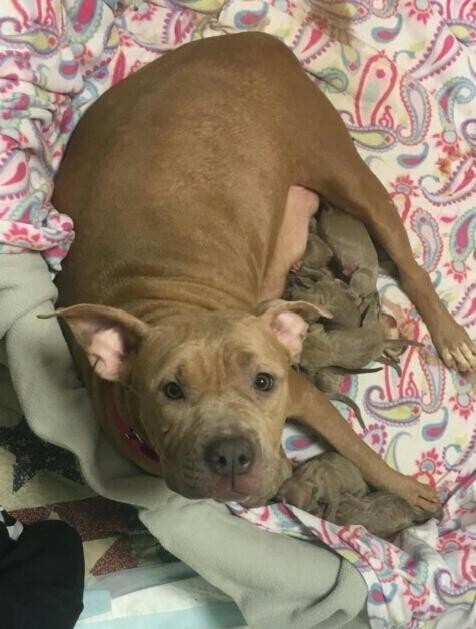 Спасение беременных собак, которые жили в подвале
