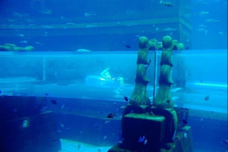 Подводная река в трубе спрозрачными стенами, протекающая сквозь бассейн с акулами