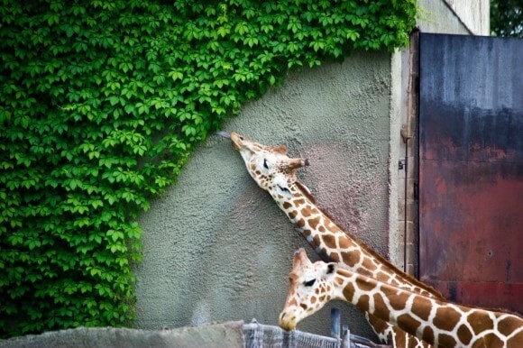 3. Жирафы подстригут кусты идеально ровно
