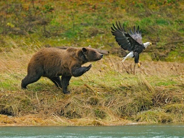 Ну вот, разбудили Мишку