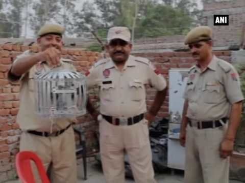В Индии задержали пакистанского голубя-шпиона с запиской, адресованной премьер-министру 