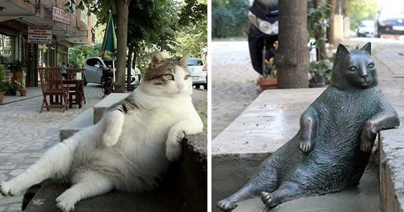 Самый знаменитый кот Стамбула удостоен памятника из бронзы