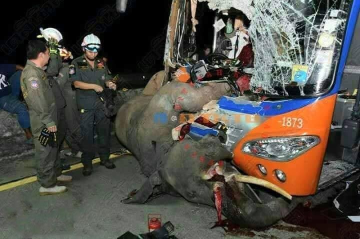 Автобус сбил дикого слона в Таиланде