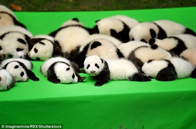 Численность больших панд в середине прошлого столетия начала стремительно сокращаться, поэтому власти Китая приняли законы в защиту этого вида животных