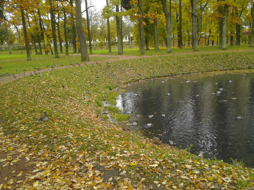 Сегодня гулял в Гатчинском парке, несмотря на дождь (по причине надо было ско...