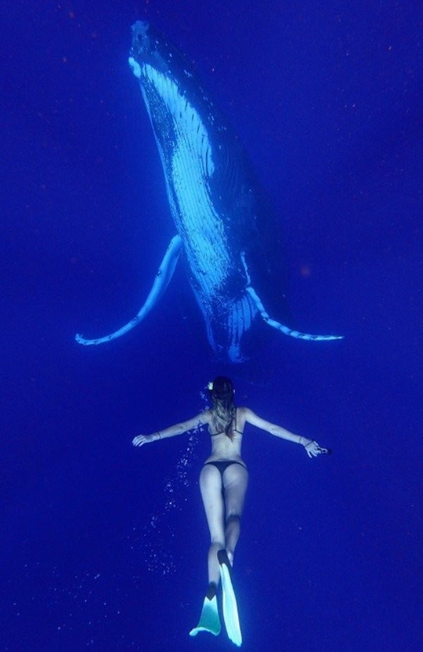Навстречу киту 