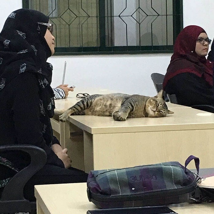 Кошка посетила занятие в университете и уснула прямо на парте