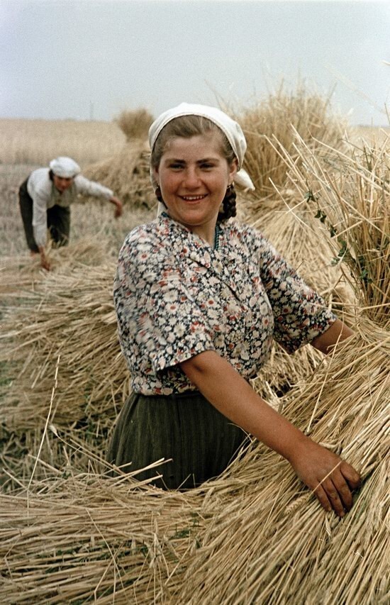 Сбор урожая пшеницы в украинском колхозе, 1950