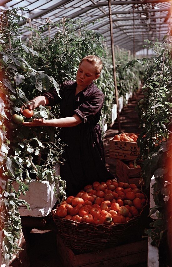 Сбор томатов, Московская область, 1950