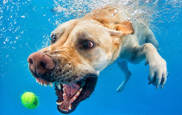 34. Собака под водой 