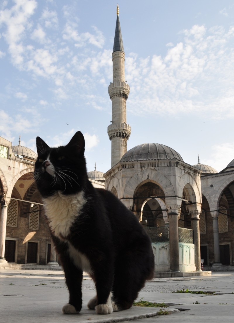 "Апокалипсис мяу": в Мосуле специальной фетвой ИГ запретило держать кошек в домах