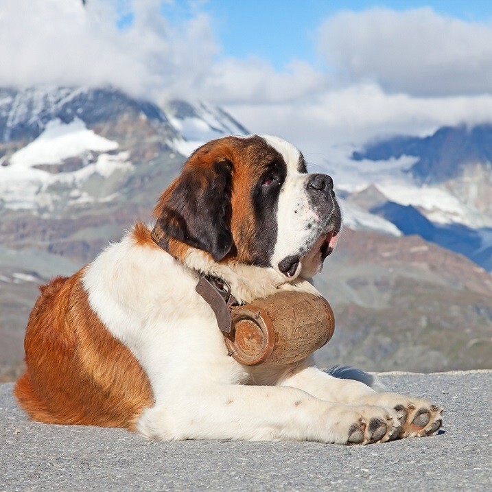 3-е место: Сенбернар - порода собак гигантских размеров, происходящая от рабочих собак из итальянских и швейцарских Альп, которых первоначально разводили как спасателей.