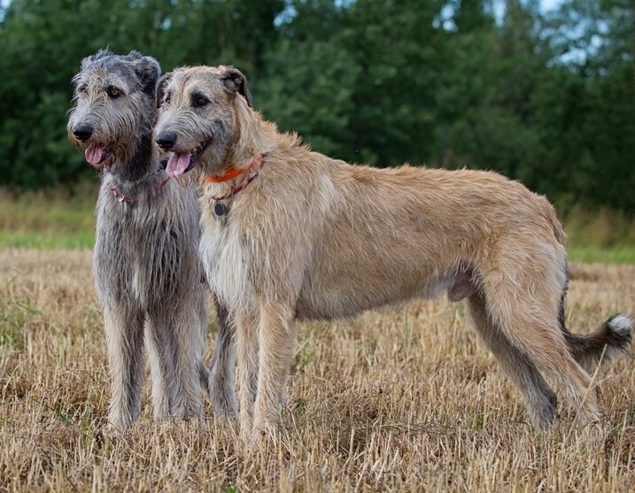 13-е место: Ирландский волкодав - крупная порода охотничьих собак, возникшая в результате скрещивания привезенных кельтами в Ирландию собак с местными травильными псами. 