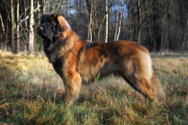 10-е место: Леонбергер – крупная порода собак, выведенная в 1846 году в германском городе Леонберг путем скрещивания сенбернаров, ньюфаундлендов и пиренейских овчарок.