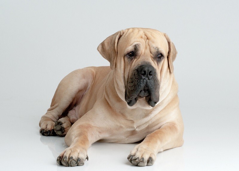 8-е место: Бурбуль - порода служебных собак с отличными охранными качествами, выведенная в Южной Африке в XVII веке.