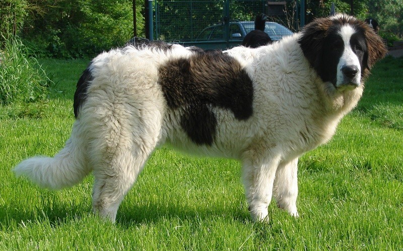4-е место: Пиренейский мастиф - порода гигантских собак, родом из Арагона, Испания. 