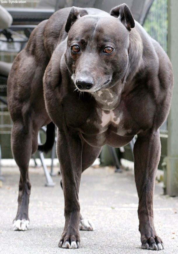 Гончая по имени Венди (известная в народе как «собачий Халк») страдает редким генетическим заболеванием. Её мышцы вдвое крупнее и тяжелее нормы
