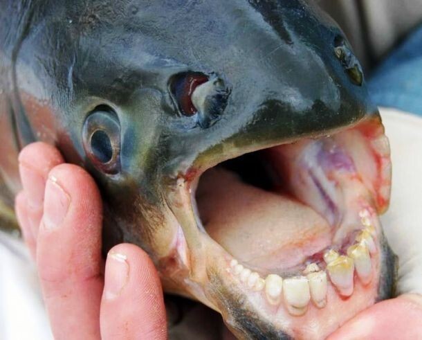 У рыбы паку совершенно человеческие зубы