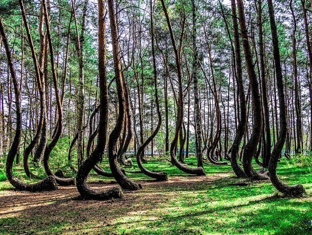Кривой лес находится в Польше. Никто не знает, почему эти деревья растут подобным образом