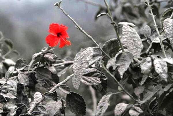 Красный цветок расцвёл сразу после того, как все окрестности покрылись вулканическим пеплом. Отсюда такой странный эффект