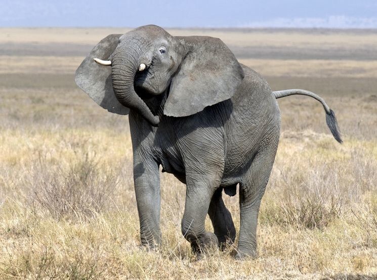 7. Африканский слон