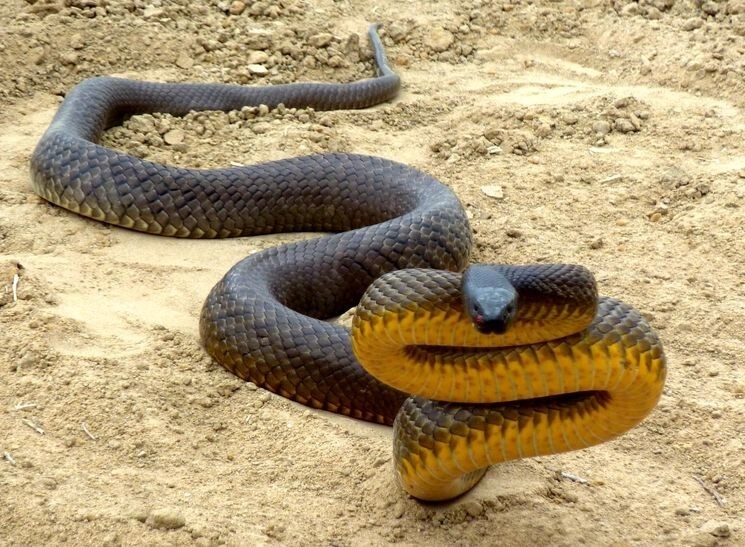 5. Самые опасные змеи — Внутриматериковый тайпан и Египетская кобра