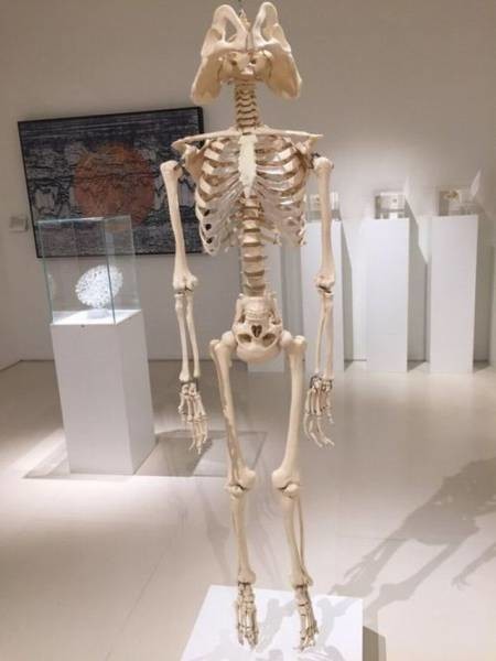 Скелет человека, который думал вовсе не головой 