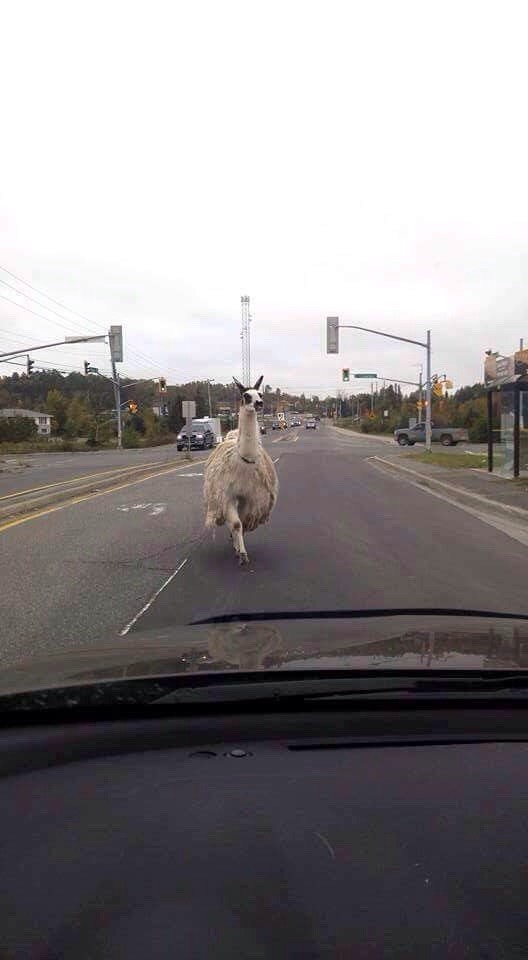 Просто лама, разгуливающая по дороге 