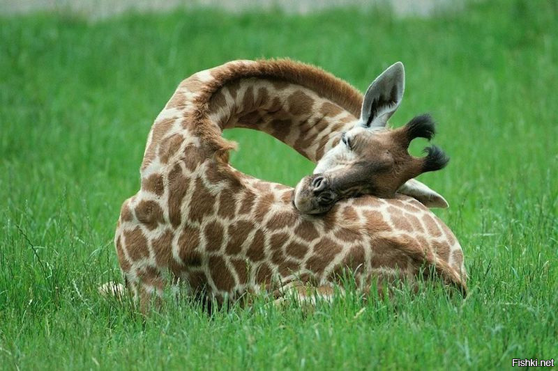 Жирафы спят от 10 минут до 2 часов в день